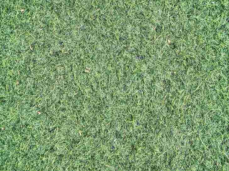 Is Your Artificial Turf Losing Its Luster? Here's How to Revive It!