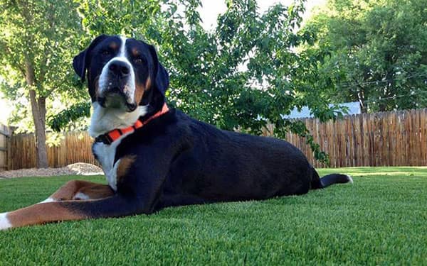 Pet turf installation by HaloTurf, photo 3