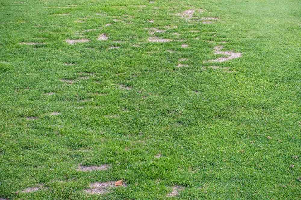 Worn-out turf