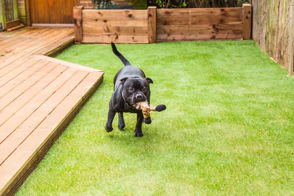 a person playing with their dogs on artificial turf